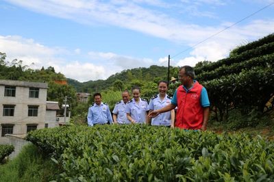 賀州稅務 稅惠賦能，助力茶香四溢 企業服務新篇章